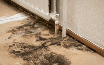 How to Identify Black Mold in Your House